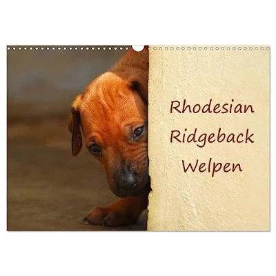 Abbildung von Rhodesian Ridgeback Welpen (Wandkalender 2025 DIN A3 quer), CALVENDO Monatskalender