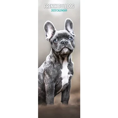 Abbildung von Magnet &amp; Steel Bulldog Schmaler Kalender 2023, mehrfarbig