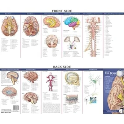 Abbildung von Anatomical Chart Company&#039;s Illustrated Pocket Anatomy: Anatomy of the Brain Study Guide (Study Guide)