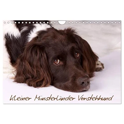 Abbildung von Kleiner Münsterländer Vorstehhund (Wandkalender 2025 DIN A4 quer), CALVENDO Monatskalender