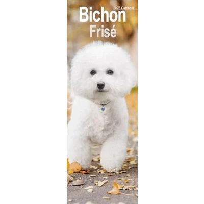 Abbildung von Bichon Frisé 2025: Original Avonside Kalender Slimline [Mehrsprachig] [Kalender] (Slimline Kalender)