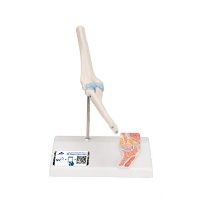 Abbildung von 3B Scientific Menschliche Anatomie Mini Ellenbogengelenk mit Querschnitt + kostenlose App Smart Anatomy