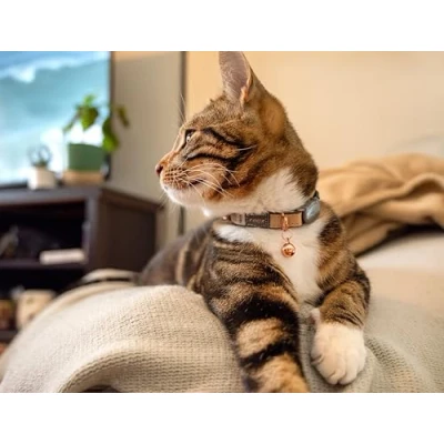 Abbildung von Rogz Catz Urbancat Halsband Goldfieber Katzenhalsband S...