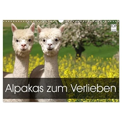 Abbildung von Alpakas zum Verlieben (Wandkalender 2025 DIN A3 quer), CALVENDO Monatskalender