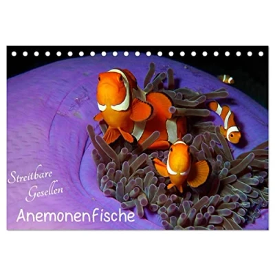 Abbildung von Anemonenfische Streitbare Gesellen (Tischkalender 2025 DIN A5 quer), CALVENDO Monatskalender