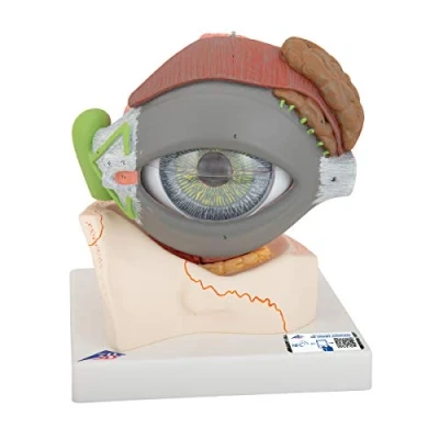 Abbildung von 3B Scientific Auge, 5 fache Größe, 8 teilig + kostenlose Anatomie App Smart Anatomy, F12