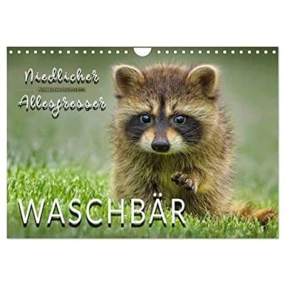Abbildung von Waschbär Niedlicher Allesfresser (Wandkalender 2025 DIN A4 quer), CALVENDO Monatskalender