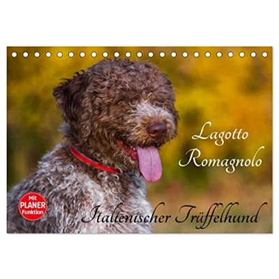 Abbildung von Lagotto Romagnolo Italienischer Trüffelhund (Tischkalender 2025 DIN A5 quer), CALVENDO Monatskalender
