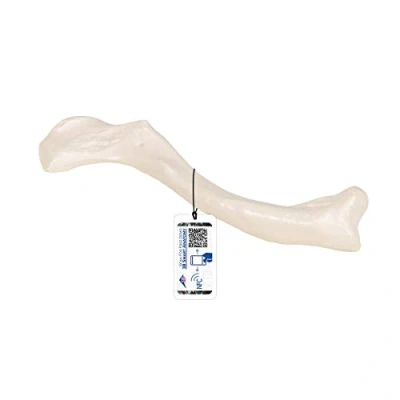 Abbildung von 3B Scientific Menschliche Anatomie Schlüsselbein + kostenlose App Smart Anatomy