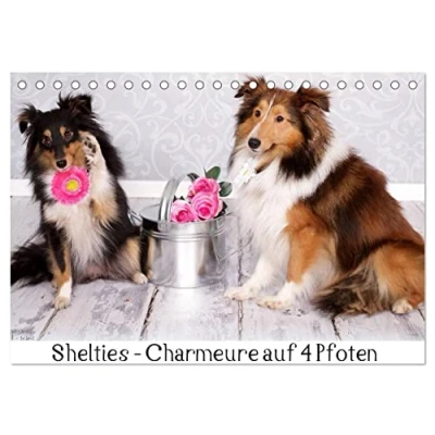 Abbildung von Shelties : Charmeure auf 4 Pfoten (Tischkalender 2025 DIN A5 quer), CALVENDO Monatskalender