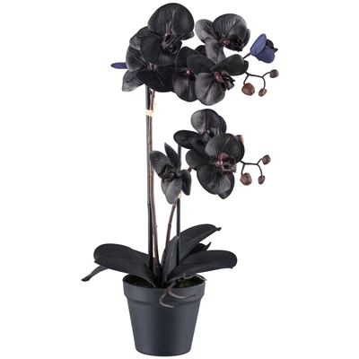 Abbildung von Bruno Banani Kunstorchidee &quot;Orchidee Phalaenopsis&quot;, mit real touch Blüten
