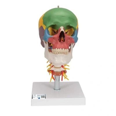 Abbildung von 3B Scientific Menschliche Anatomie Didaktisches Schädel Modell auf Halswirbelsäule, farblich markiert 4 teilig + kostenlose App Smart Anatomy, A20/2