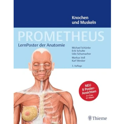 Abbildung von PROMETHEUS LernPoster der Anatomie, Knochen und Muskeln