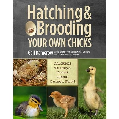 Abbildung von Hatching &amp; Brooding Your Own Chicks: Chickens, Turkeys, Ducks, Geese, Guinea Fowl