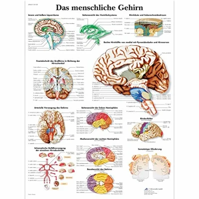 Abbildung von 3B Scientific Lehrtafel laminiert Das menschliche Gehirn