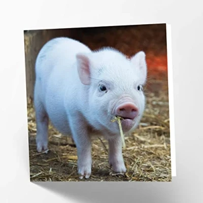 Abbildung von Maturi Blanko Glückwunschkarte mit Ferkel