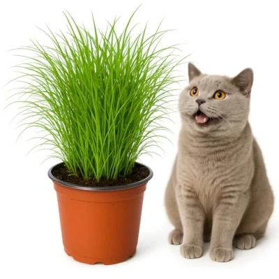 Abbildung von mgc24 Katzengras Cyperus zumula Echtes Zyperngras im 12er Topf, fertig gewachsen ca. 20cm hoch