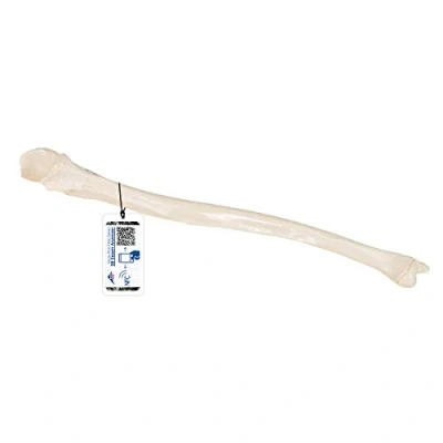 Abbildung von 3B Scientific Menschliche Anatomie Elle + kostenlose App Smart Anatomy