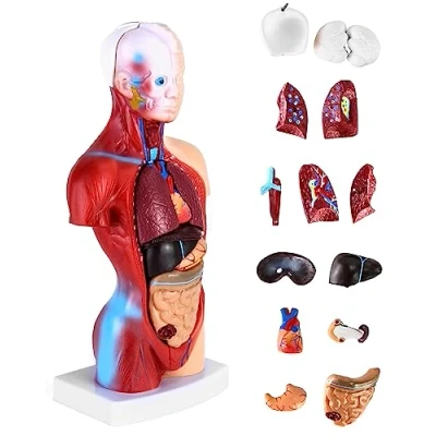 Abbildung von QWORK® 15 Teilig Menschliches Anatomie Modell Schädel Gehirn Torso und Innere Organe für Medizinstudenten Ärzte Lehrer 28 cm