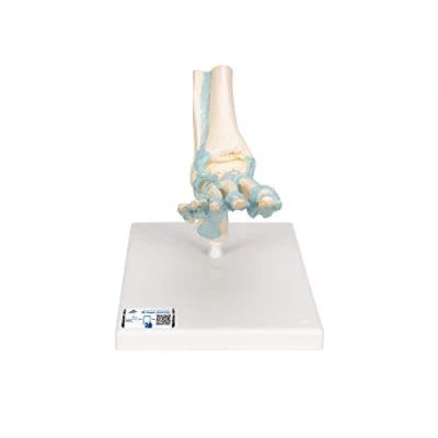 Abbildung von 3B Scientific M34 Fuß Skelett Modell mit Bändern + kostenlose Anatomie App Smart Anatomy