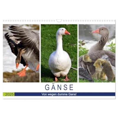 Abbildung von Gänse. Von wegen dumme Gans! (Wandkalender 2025 DIN A3 quer), CALVENDO Monatskalender