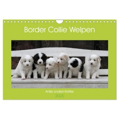 Abbildung von Border Collie Welpen (Wandkalender 2025 DIN A4 quer), CALVENDO Monatskalender