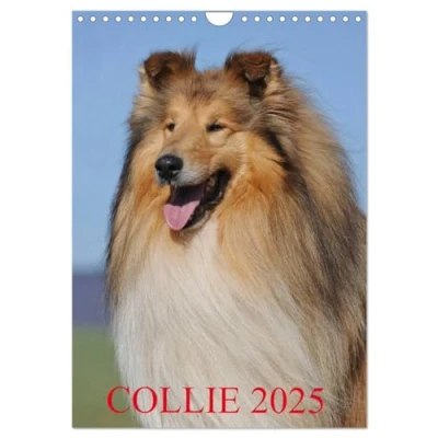 Abbildung von Collie 2025 (Wandkalender DIN A4 hoch), CALVENDO Monatskalender