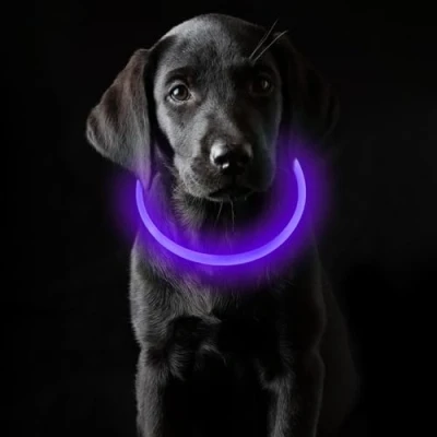 Abbildung von Coolzon LED Leuchthalsband Hundehalsband Aufladbar, Wasserdicht Halsband Hund 3 Modi, Leuchtband Längenverstellbareres Super Helle Kalsband Katze und Hunde Klein Groß Mittel, Lila