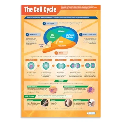 Abbildung von Daydream Education the Cell Cycle Science Posters Gloss Paper measuring 850mm x 594mm (A1) Charts for Classroom