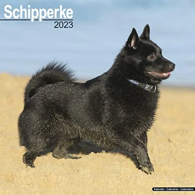 Abbildung von Schipperke 2023 Wall Calendar