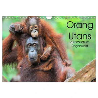 Abbildung von Orang Utans: Zu Besuch im Regenwald (Wandkalender 2025 DIN A4 quer), CALVENDO Monatskalender