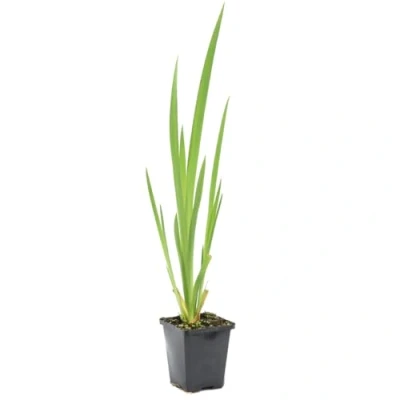 Abbildung von Bloomique Iris Pseudacorus Heimische Sumpf Schwertlilie Teichpflanzen Winterhart Wasserpflanzen Zone 1 2 Höhe 15 25 cm Topf 9