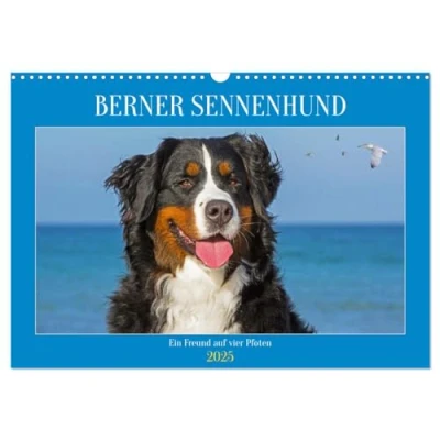 Abbildung von Berner Sennenhund Ein Freund auf vier Pfoten (Wandkalender 2025 DIN A3 quer), CALVENDO Monatskalender