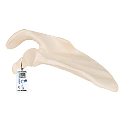 Abbildung von 3B Scientific Menschliche Anatomie Schulterblatt + kostenlose App Smart Anatomy