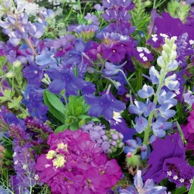 Abbildung von Blumensamen Blaue Sommerblumenmischung einjährig 250 Gramm ±125 m² MRS Seeds &amp; Mixtures