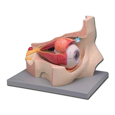Abbildung von Gima 11 teiliges anatomisches Modell des menschlichen Auges, 5X Vergrößerung