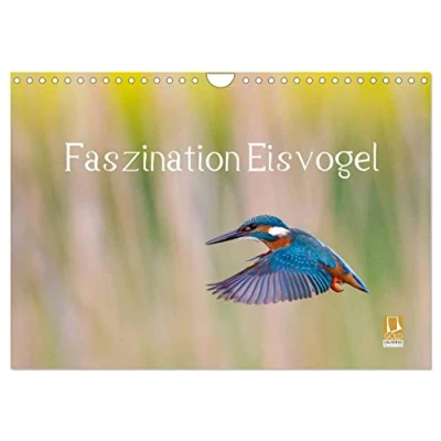 Abbildung von Faszination Eisvogel (Wandkalender 2025 DIN A4 quer), CALVENDO Monatskalender
