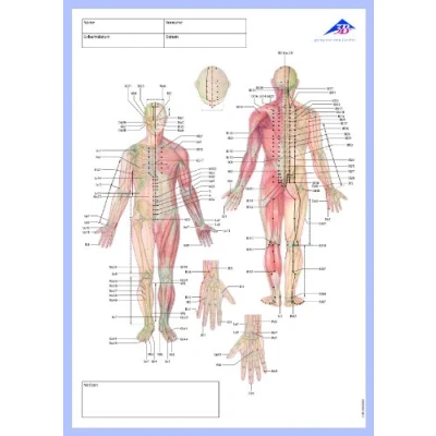 Abbildung von 3B Scientific Akupunktur Meridian Notizblock, Deutsch