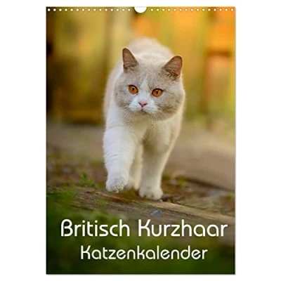 Abbildung von Britisch Kurzhaar Katzenkalender (Wandkalender 2025 DIN A3 hoch), CALVENDO Monatskalender