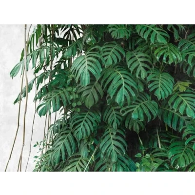 Abbildung von living walls Fototapete &quot;The Wall&quot;, botanisch natürlich naturalistisch, Palmen Tapete Dschungel Grün Grau