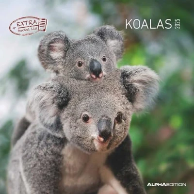 Abbildung von Alpha Edition Koalas 2025 Broschürenkalender, 30x30cm, Wandkalender mit Platz für Notizen und Termine, Motive von süßen Koalas, Monatsübersicht Ferientermine DE/AT/CH