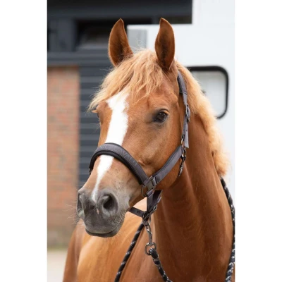 Abbildung von Harry&#039;s Horse SS25 Halsterset Satin Denici Cavalli ShadowVerkauft von HypoStore