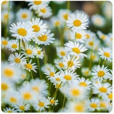 Abbildung von Wiesen Margeritensamen 10g Weiße Wiesenmargerite als Blumenwiese Bienenfreundliche Blume Blumensaatgut für Wiese Made in EU