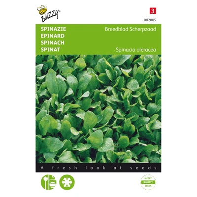 Abbildung von Spinat Breitblattspinat Scharfsamen Sommersamen Buzzy