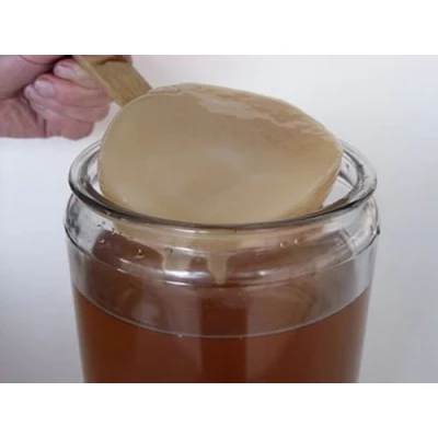 Abbildung von Kombucha Pilz / Scoby + Anleitung Rezepte Hilfe und Beratung in Deutsch KEFIRALIA®