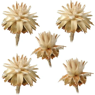 Abbildung von matches21 Flaumfedern Filigranfarne Plumosum 1 Kopf Trockenblumen Naturdeko getrocknet Blumen Herbst hell Natur 5er Set