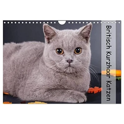 Abbildung von Britisch Kurzhaar Katzen (Wandkalender 2025 DIN A4 quer), CALVENDO Monatskalender