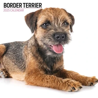 Abbildung von Border Terrier Kalender 2025 Modern