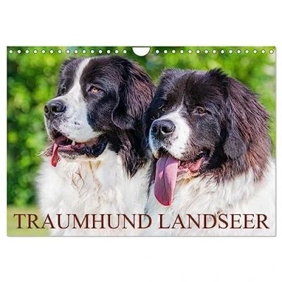 Abbildung von Traumhund Landseer (Wandkalender 2025 DIN A4 quer), CALVENDO Monatskalender: diese faszinierenden Hunde präsentiert die Tierfotografin ... in 13 bezaubernden Bildern. (CALVENDO Tiere)