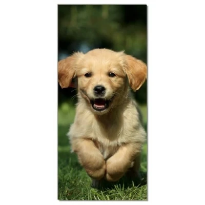 Abbildung von Wallario Selbstklebende Türtapete Süßer Hund Golden Retriever Türposter 93 x 205 cm Abwischbar, rückstandsfrei zu entfernen